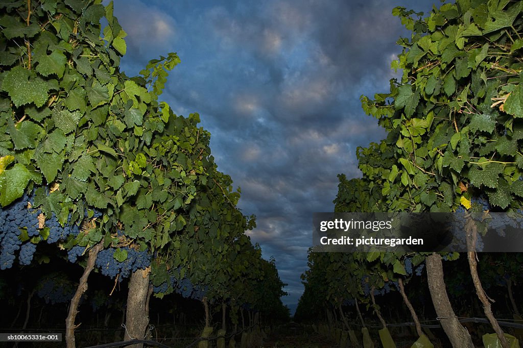 Vineyard with storm clouds