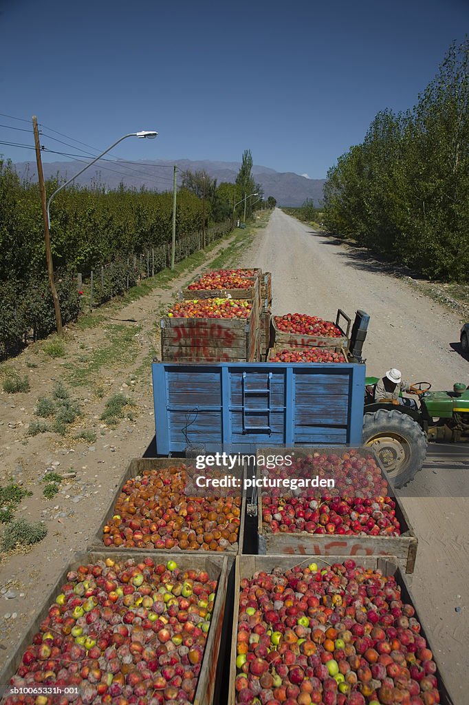 Trolleys full of apple in field