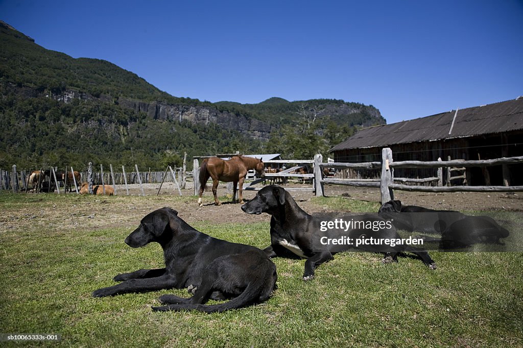 Three dogs and horse in stable