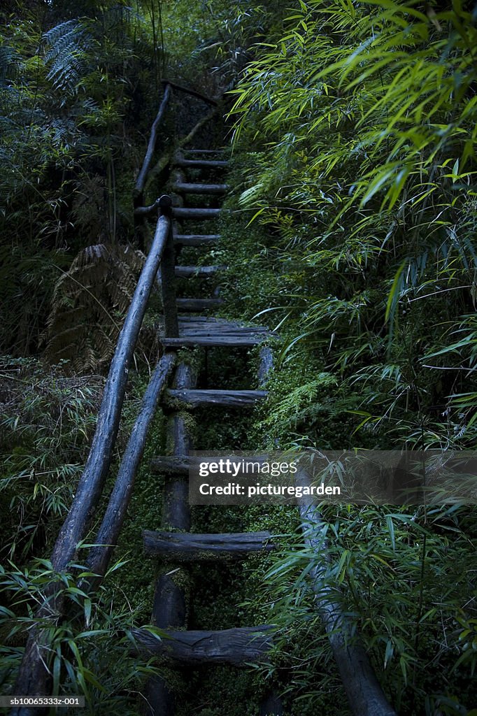 Wooden steps in forest