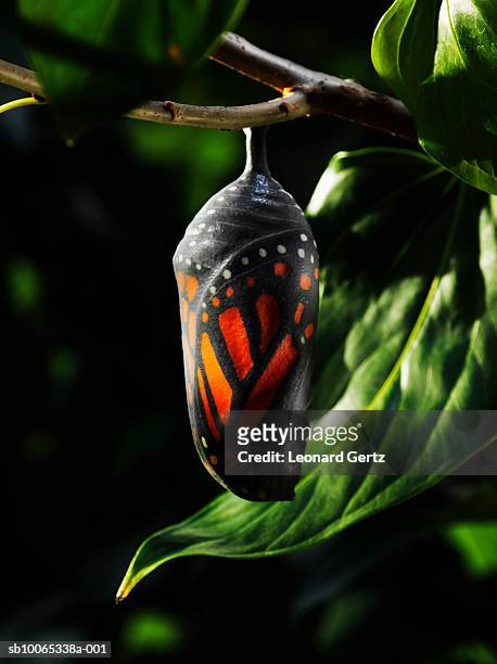 butterfly chrysalis on tree branch - evolving ストックフォトと画像
