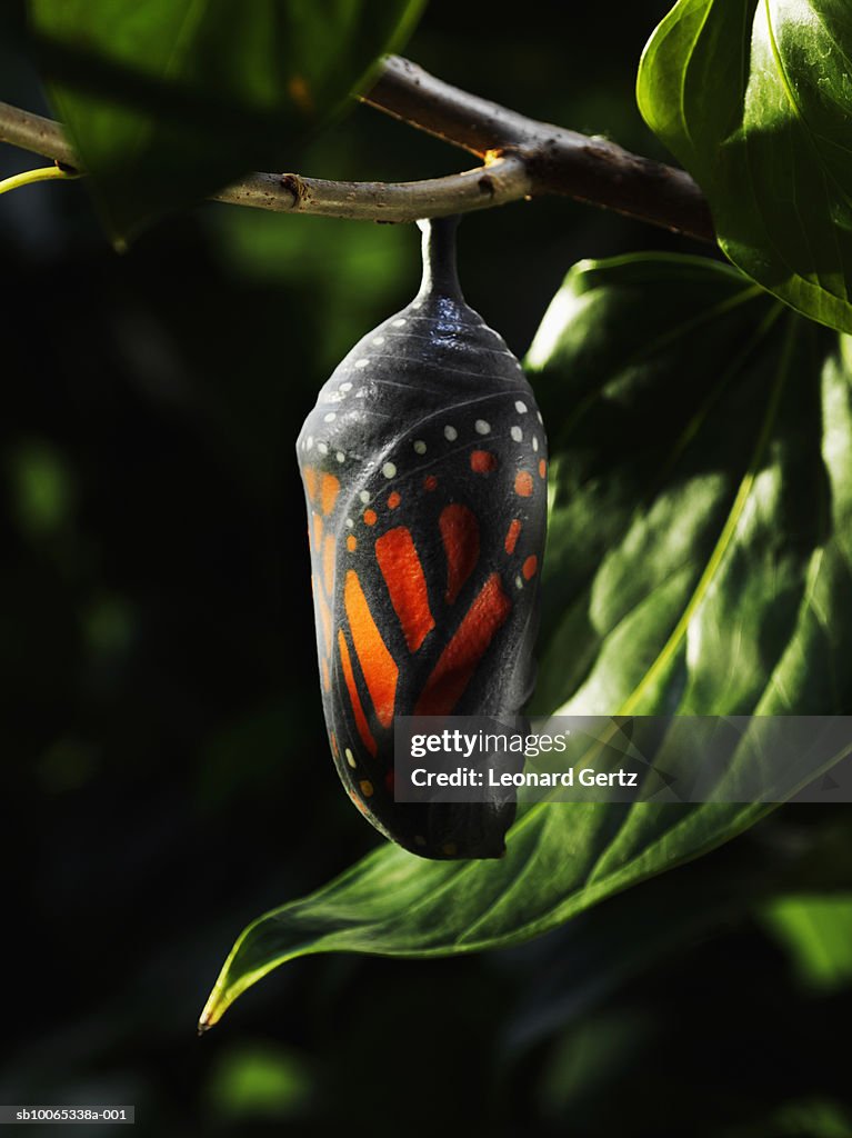 Butterfly chrysalis on tree branch