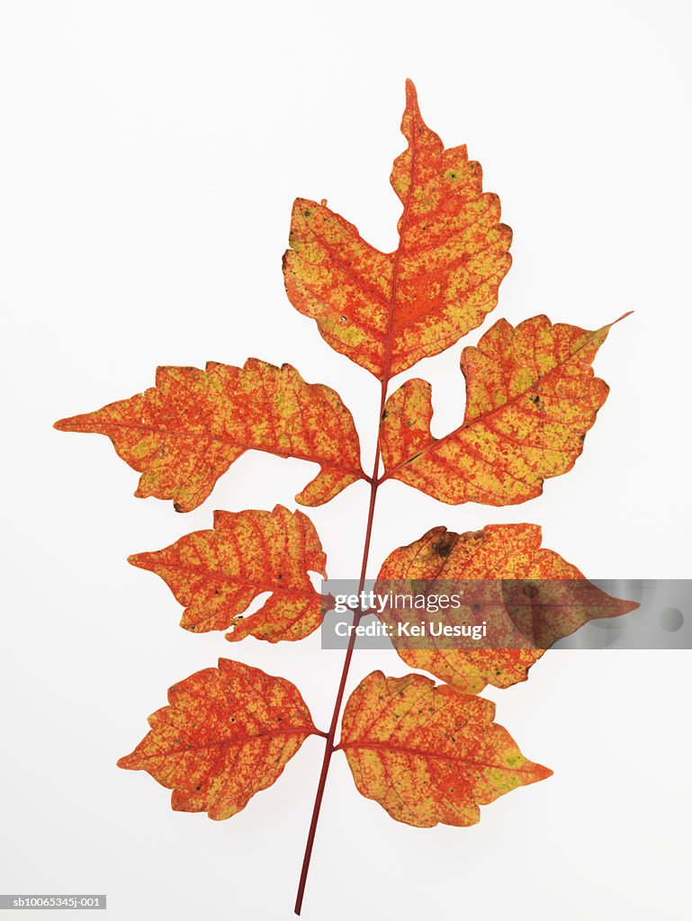 Rhus succedanea  leaves on white background, close-up