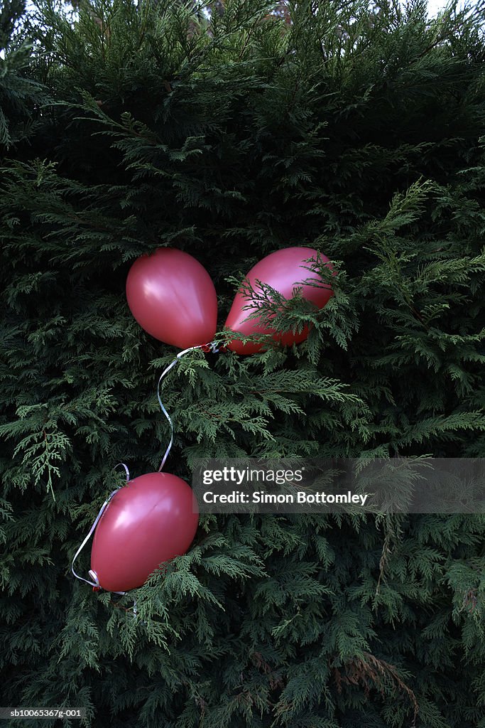 Three pink balloons in tree