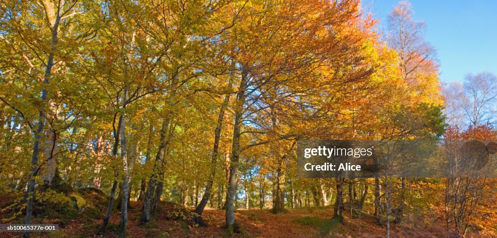 Scotland, Perthshire, autumn beech woods