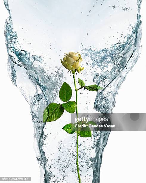 rose encased in ice and water - ice encased stock pictures, royalty-free photos & images