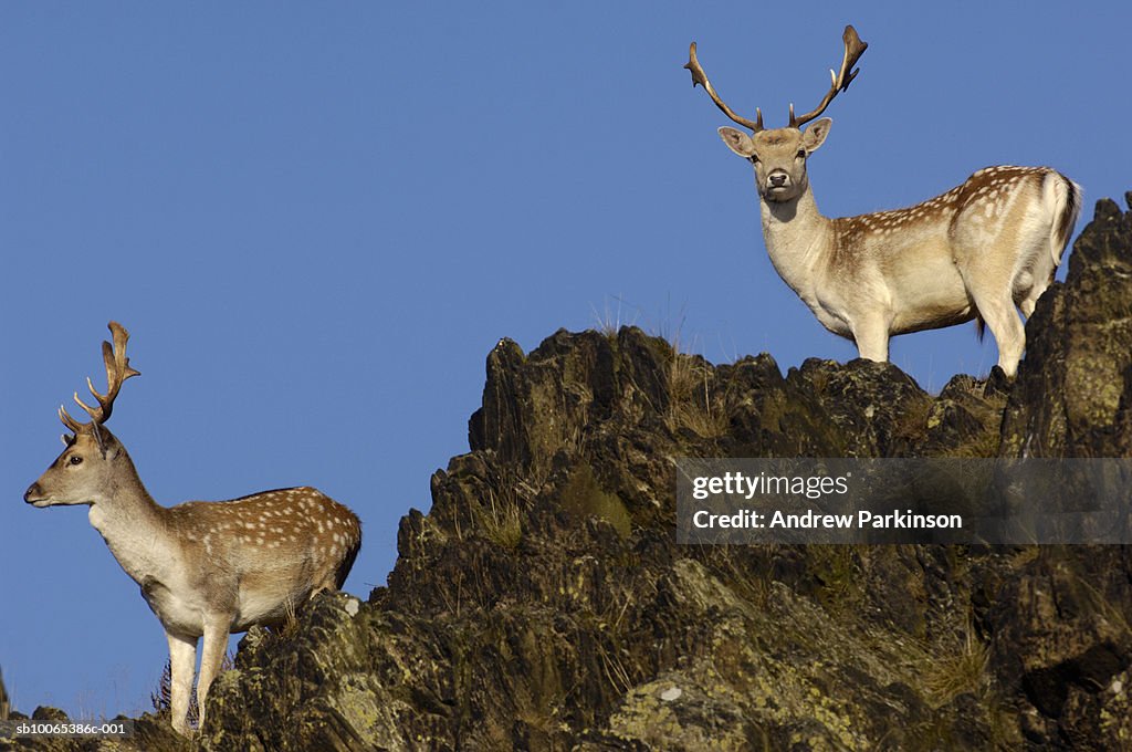 Two fallow deer standing on rocks