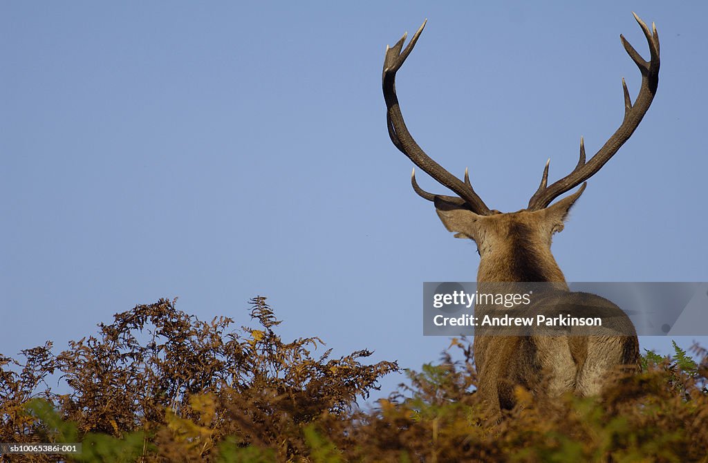 Red deer (Cervus elaphus) in bracken, rear view