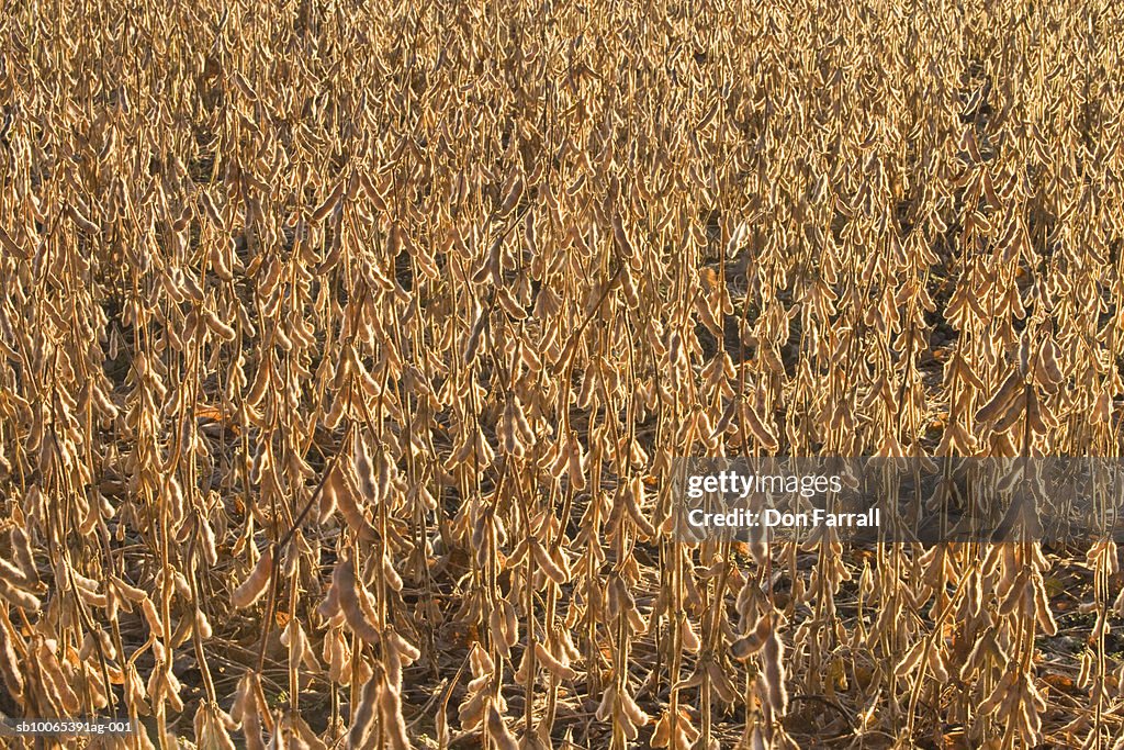 Field of soybeans