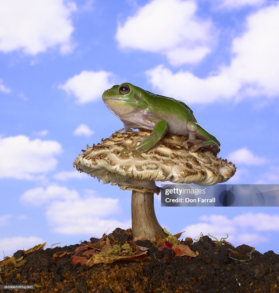 Frog sitting on mushroom against blue sky (Digital Composite)