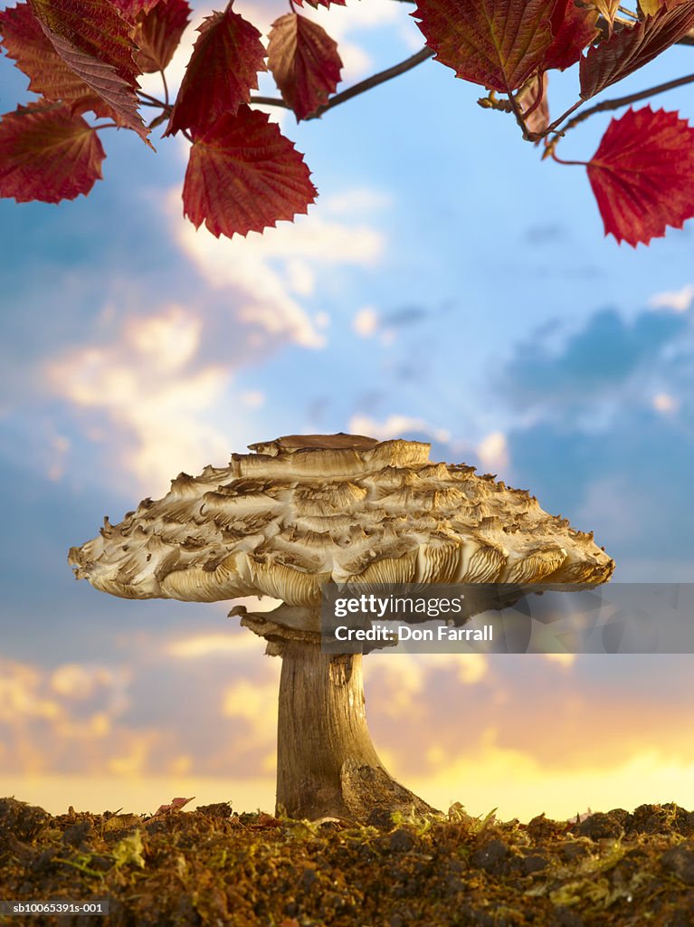 Mushroom against sunset sky (Digital Composite)