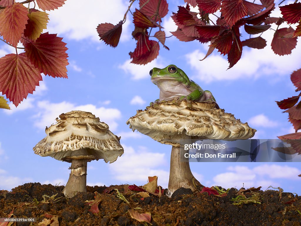 Frog sitting on mushroom against blue sky (Digital Composite)