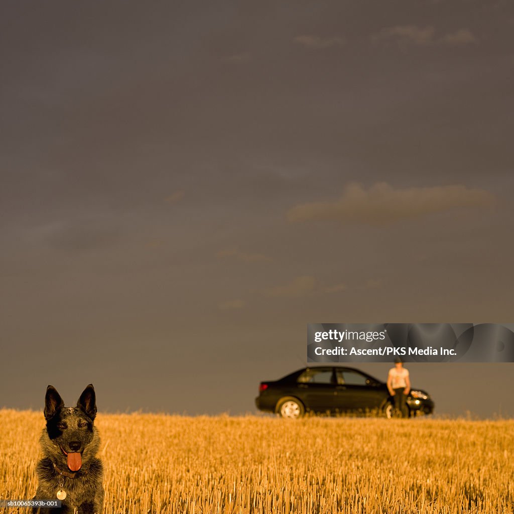 Dog in field, woman by car in distance