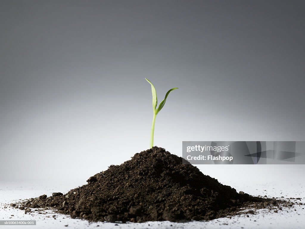 Sapling in mound of earth