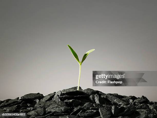 seedling growing in pile of coal - coal plant stock pictures, royalty-free photos & images