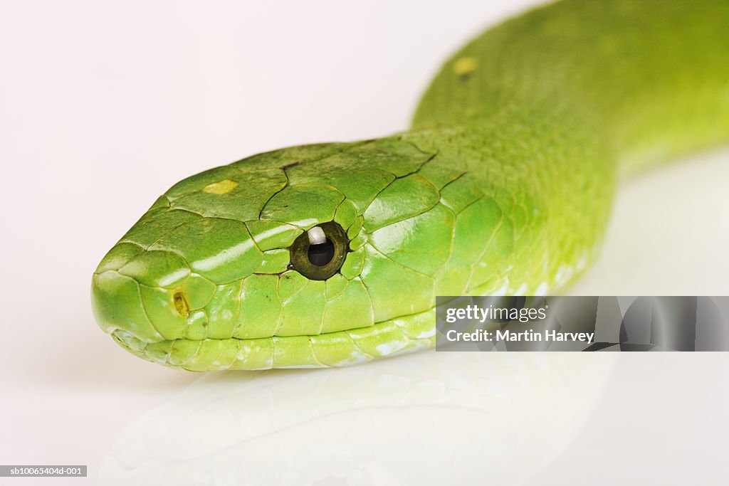 Eastern green mamba (Dendroaspis angusticeps), close-up