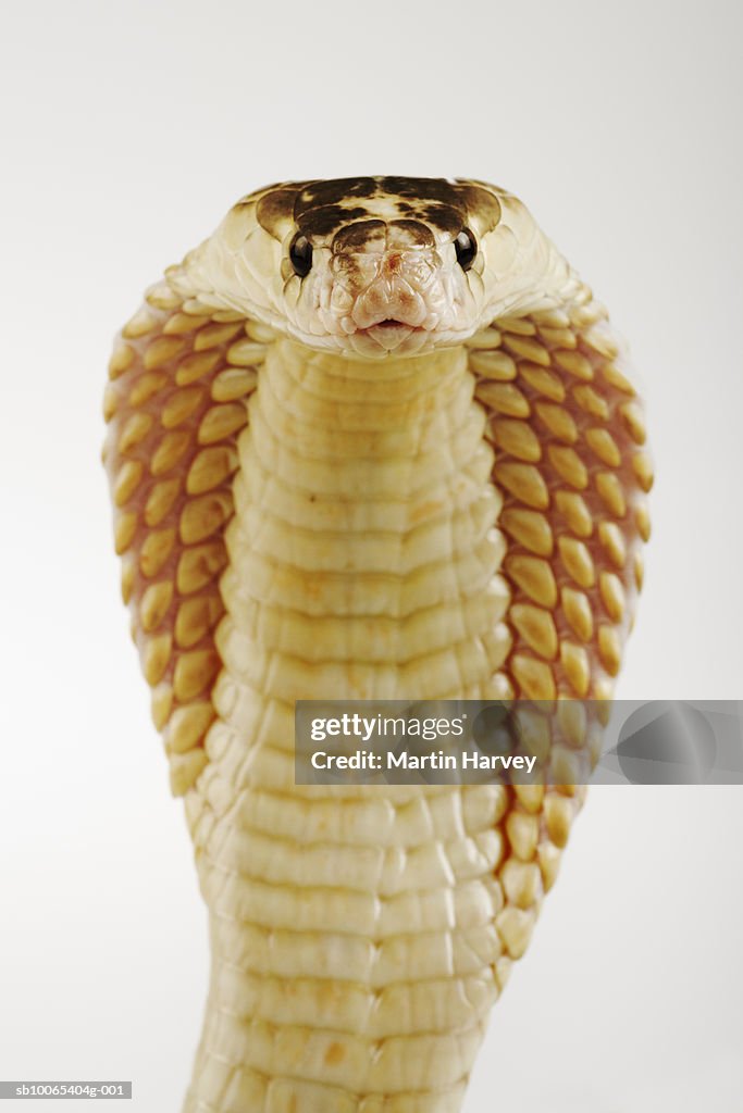 Monocle Cobra / Suphan (Naja kaouthia), close-up, front view