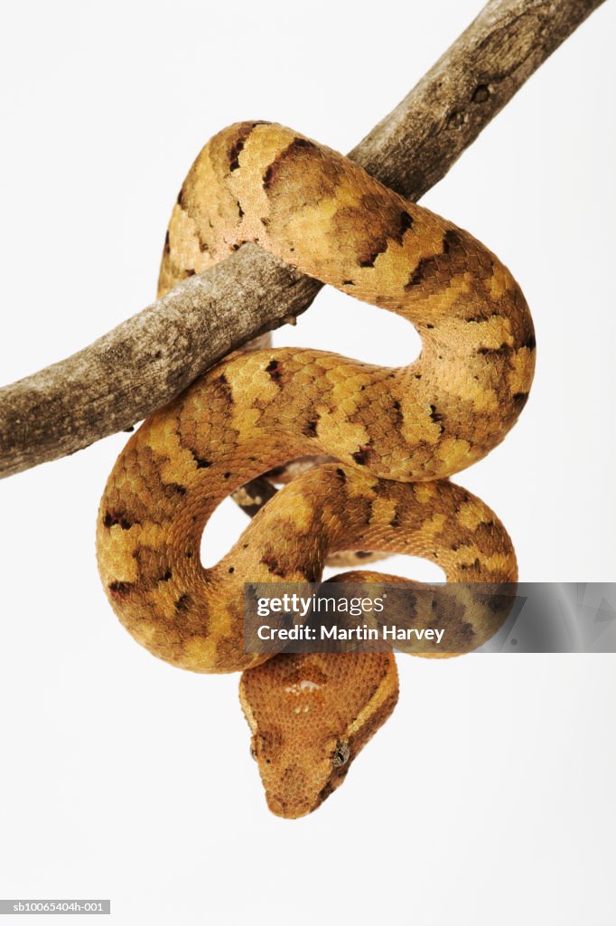 Indonesian eyelash viper (Trimeresurus puniceus) on branch against white background