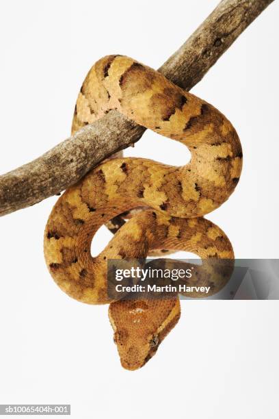 indonesian eyelash viper (trimeresurus puniceus) on branch against white background - brown snake stock pictures, royalty-free photos & images