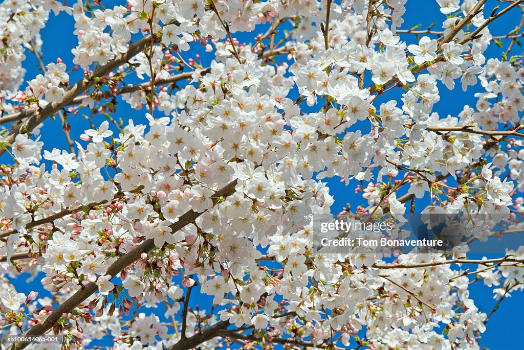 Cherry tree blossoming in spring, close up