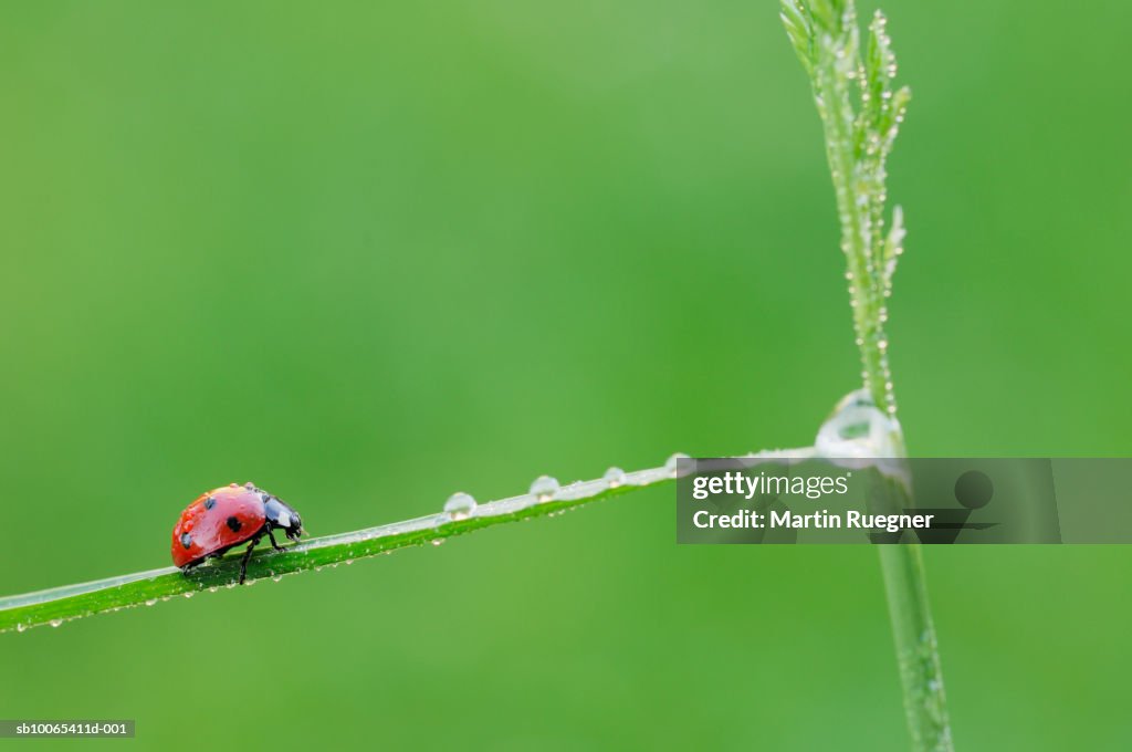 Ladybird (Coccinella septempunctata) on grass blade with dew, close-up