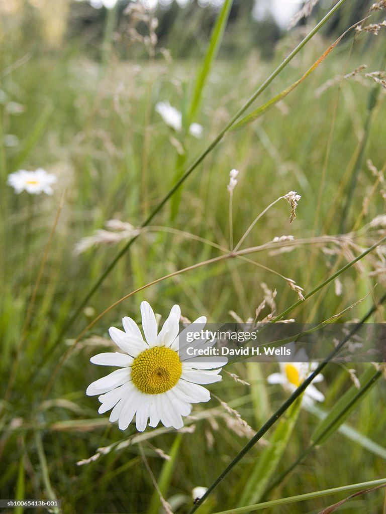 Chamomile on meadow