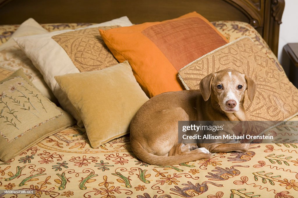 Dog laying on bed