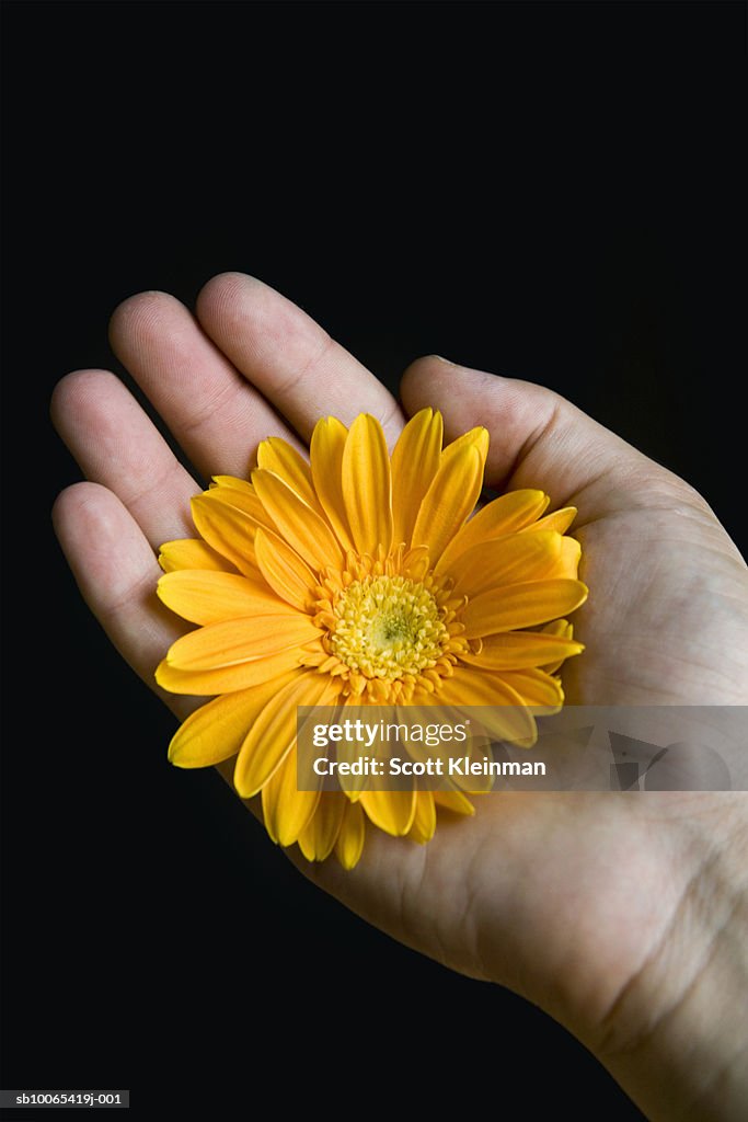 Young woman's hand with yellow gerbera daisy