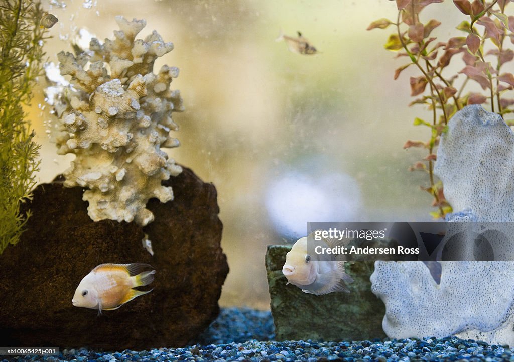 Fish in aquarium