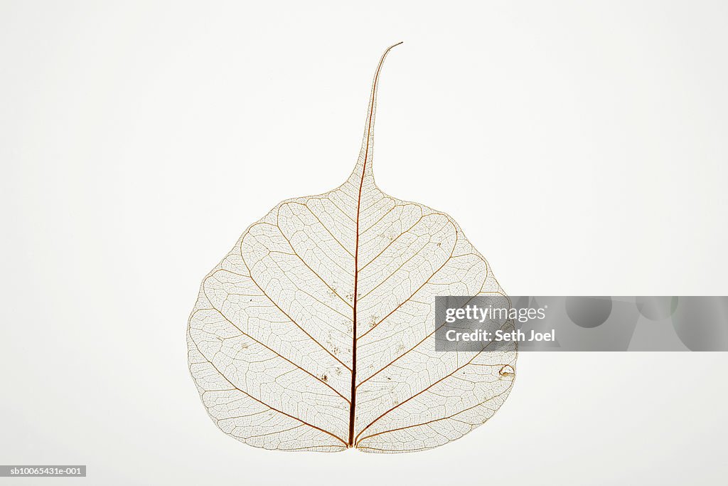 Dried fan-veined leaf