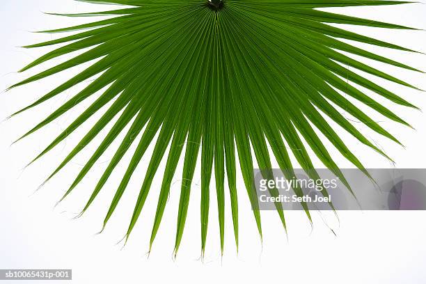 frond of desert fan palm (washingtonia filifera) - fan palm tree stock pictures, royalty-free photos & images