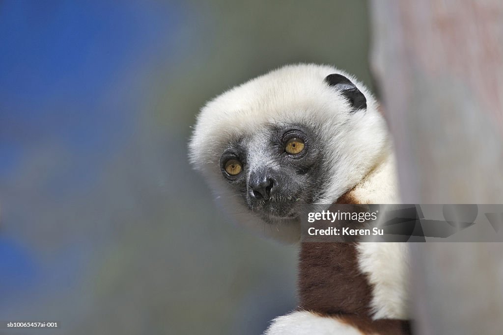 Coquerels Sifaka (Propithecus coquereli), close-up