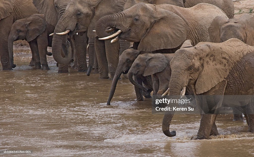 Elephants bathing in river