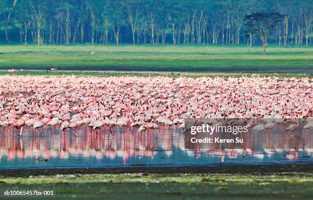 kenya, lake nakuru, lesser flamingoes (phoenicopterus minor) - lake nakuru fotografías e imágenes de stock