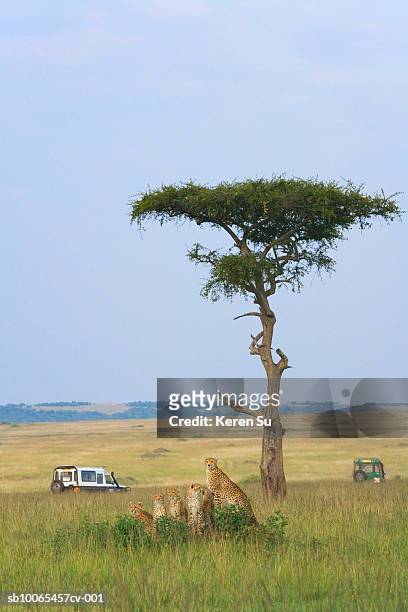 kenya, masai mara, cheetahs (acinonyx jubatus) mother with cubs and safari jeep on savannah - masai mara national reserve stock-fotos und bilder