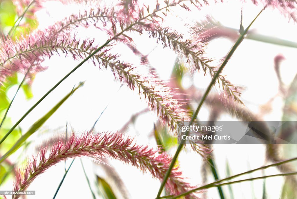 Close-up of grass seed heads on white background