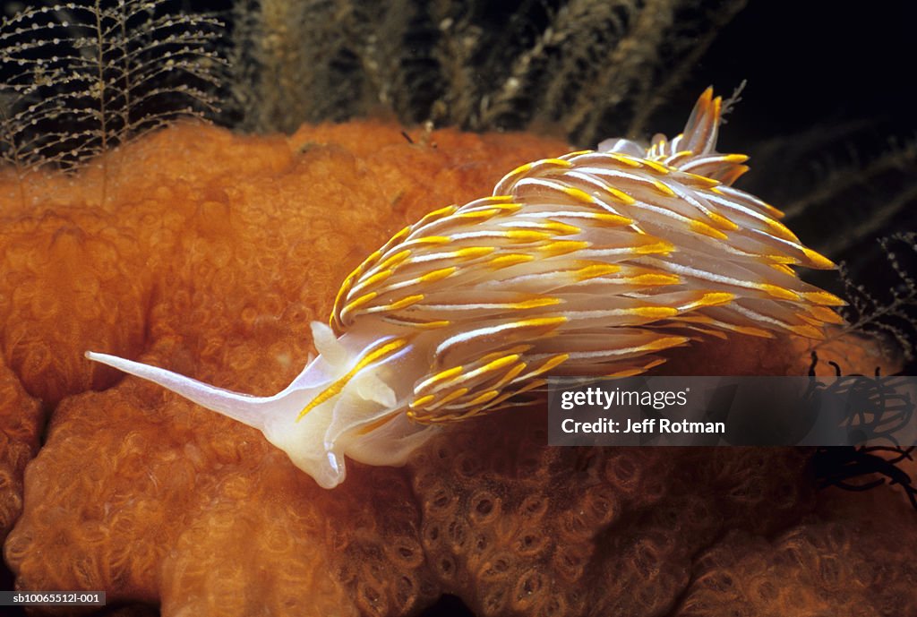 Opalescent Nudibranch (Hermissenda crassicornis) on sponge, close-up