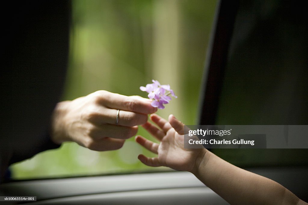 Human hand holding flower
