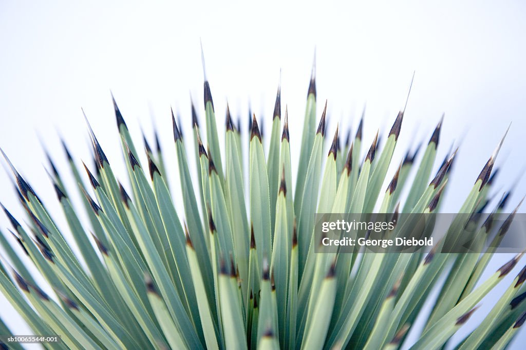 Cactus on white background