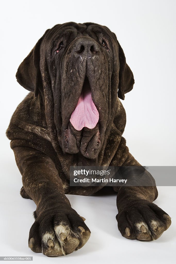 Neapolitan mastiff yawning