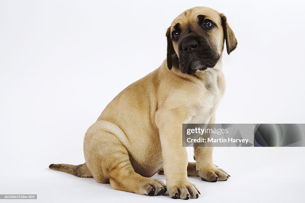 Great Dane puppy sitting in studio