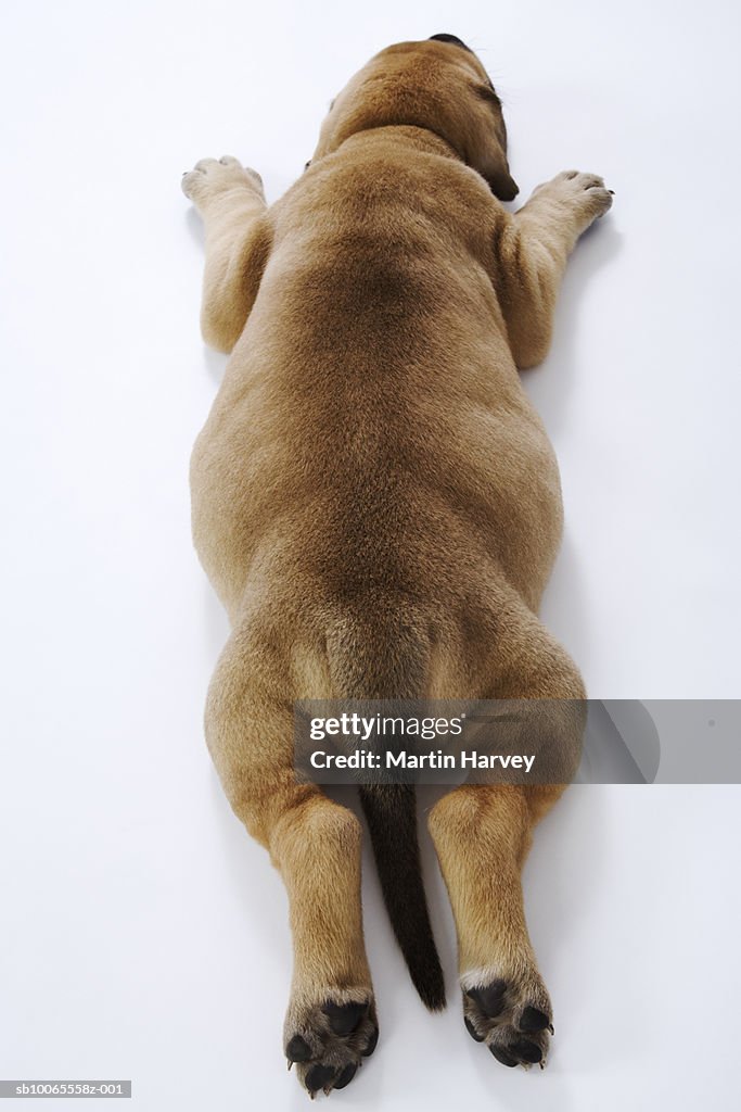 Great Dane puppy lying down in studio, overhead view