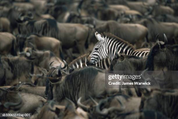 common zebras (equus quagga) amongst wildebeest herd (connochaetes taurinus) - individuality stock-fotos und bilder