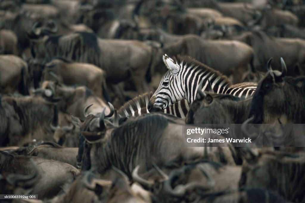 Common zebras (Equus quagga) amongst wildebeest herd (Connochaetes taurinus)