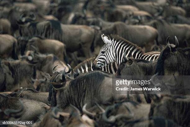 common zebras (equus quagga) amongst wildebeest herd (connochaetes taurinus) - standing out from the crowd stock pictures, royalty-free photos & images