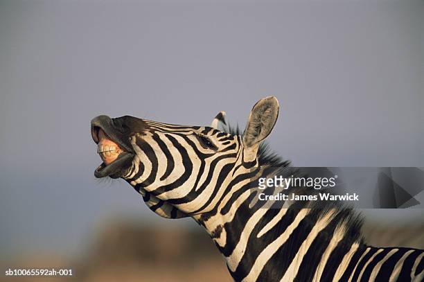 common zebras (equus quagga) bearing teeth, close-up - しまうま ストックフォ��トと画像
