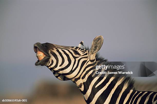 common zebras (equus quagga) bearing teeth, close-up - herbivorous stock pictures, royalty-free photos & images