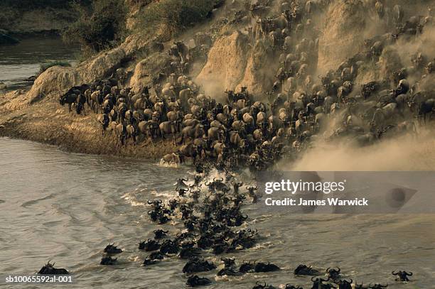 wildebeest (connochaetes taurinus) herd crossing mara river - animaux de safari photos et images de collection