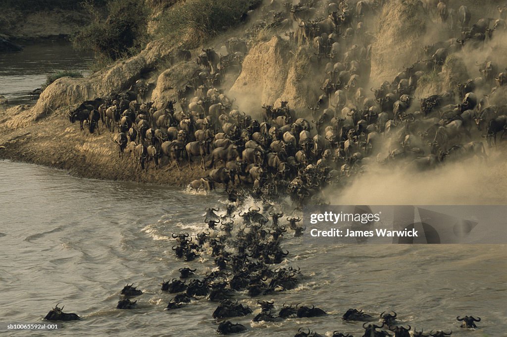 Wildebeest (Connochaetes taurinus) herd crossing Mara River