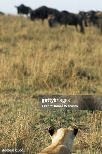 lioness (panthera leo) watching wildebeests (connochaetes taurinus) - list stock-fotos und bilder